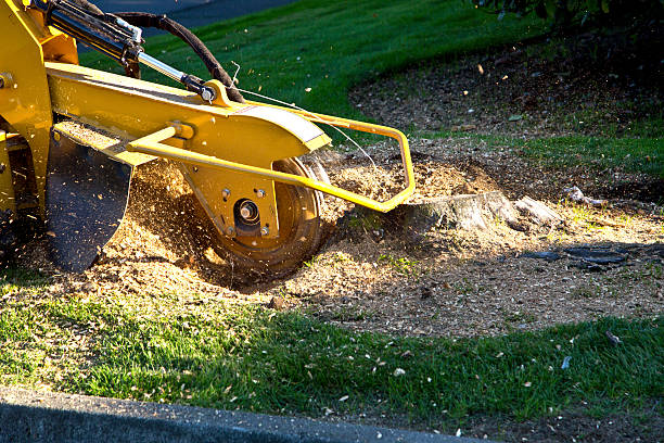 The Steps Involved in Our Tree Care Process in Altamont, NY